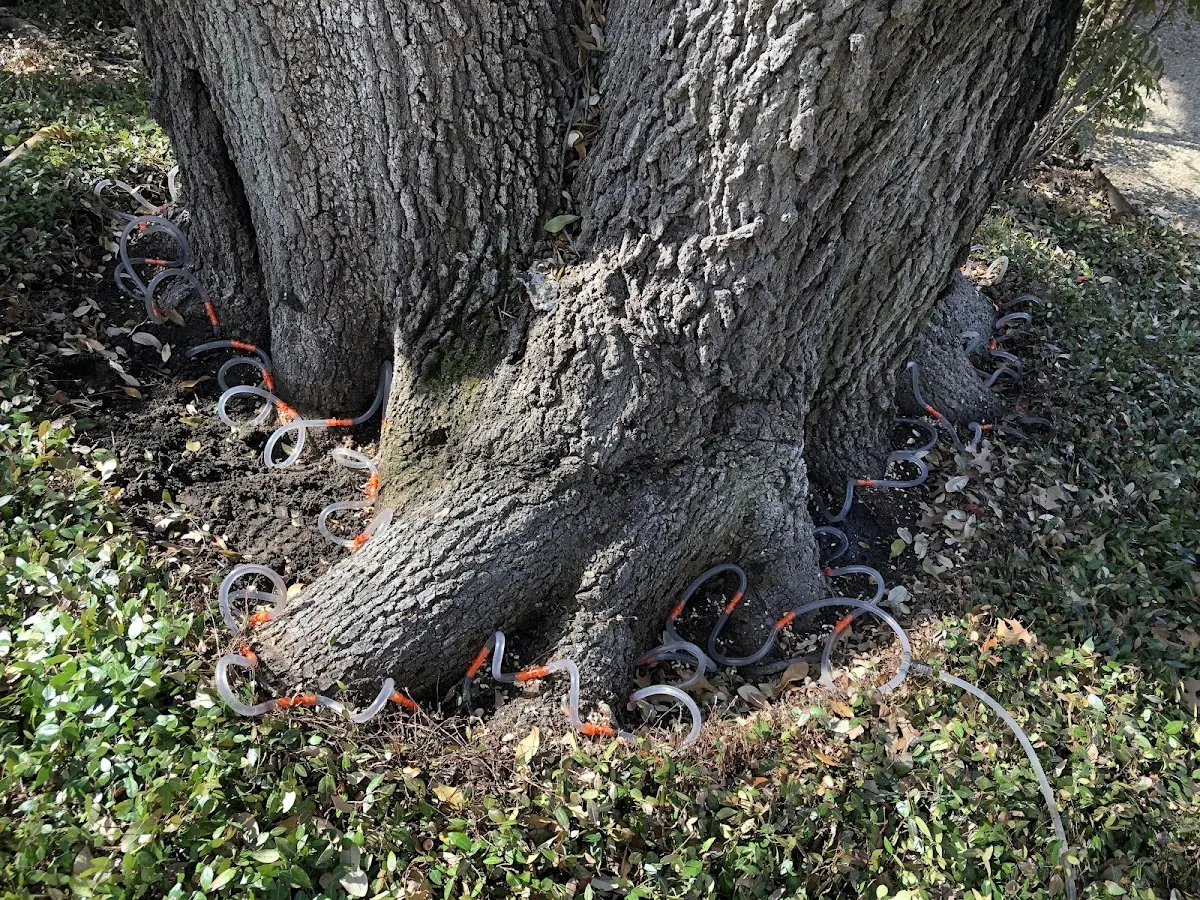 Detailed Tree Cabling and Bracing job site in May