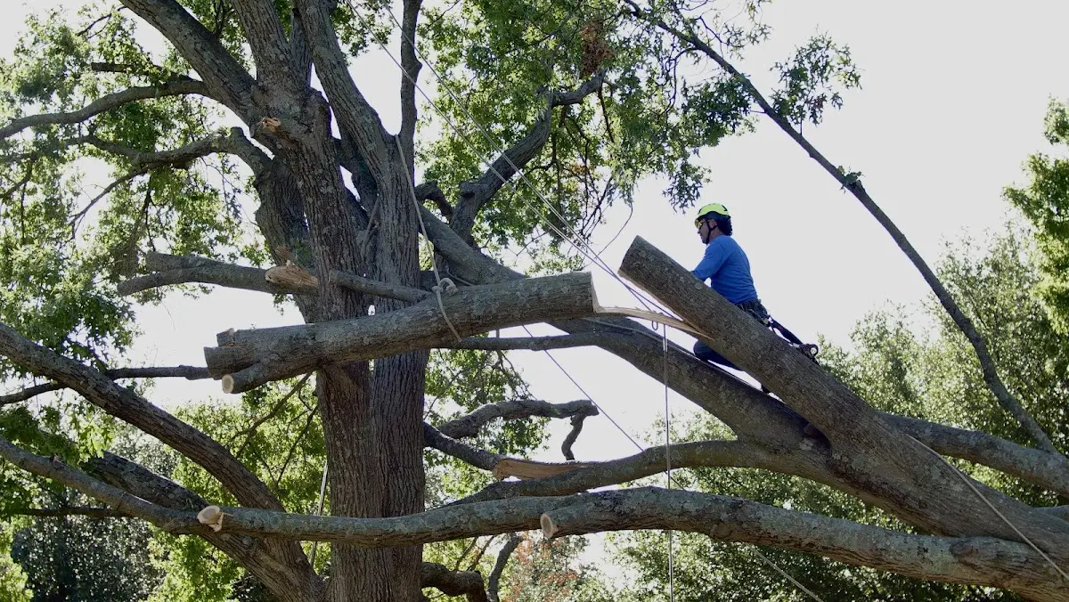 Professional Crown Thinning performed by certified arborists in May