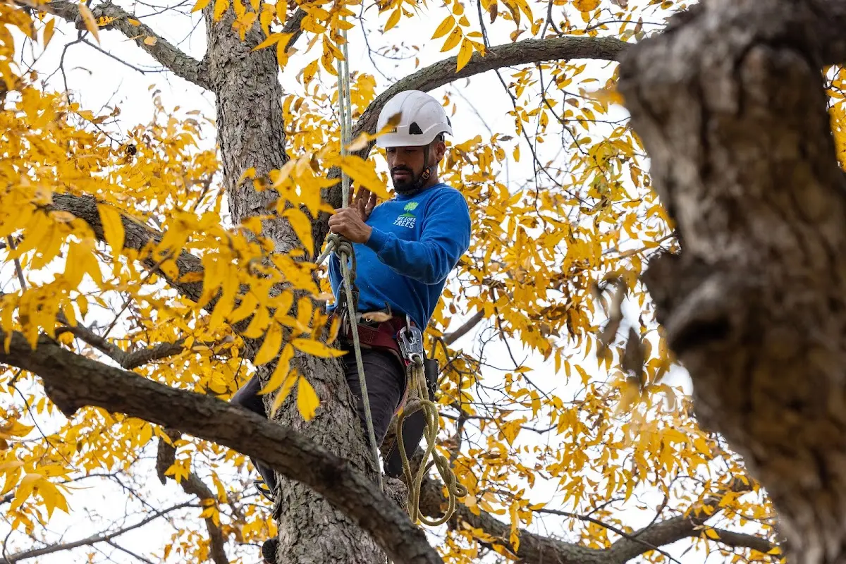 Skilled Tree Trimming crew working in May